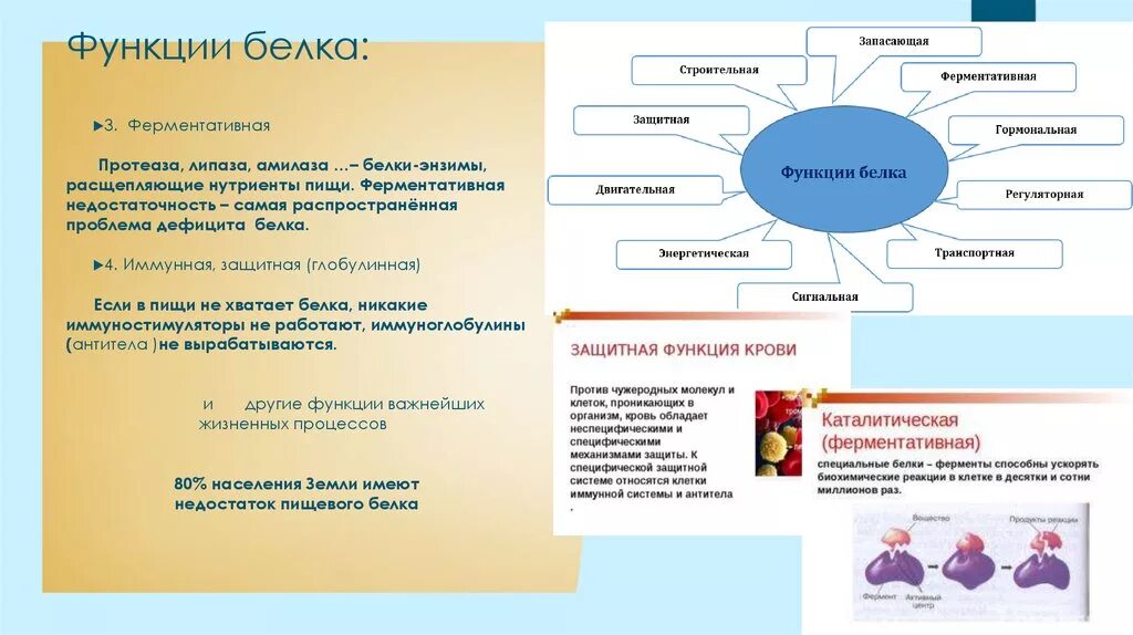 Белки питательной функции. Липаза функция белка. Функции белка в питании. Недостаток белка. Сигнальная функция белка.