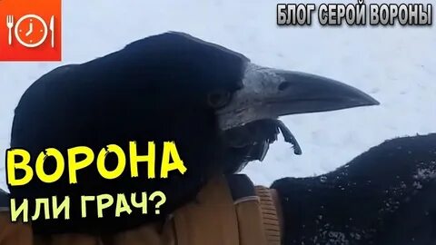 Предсказание черного ворона