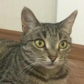 Кошечка мура