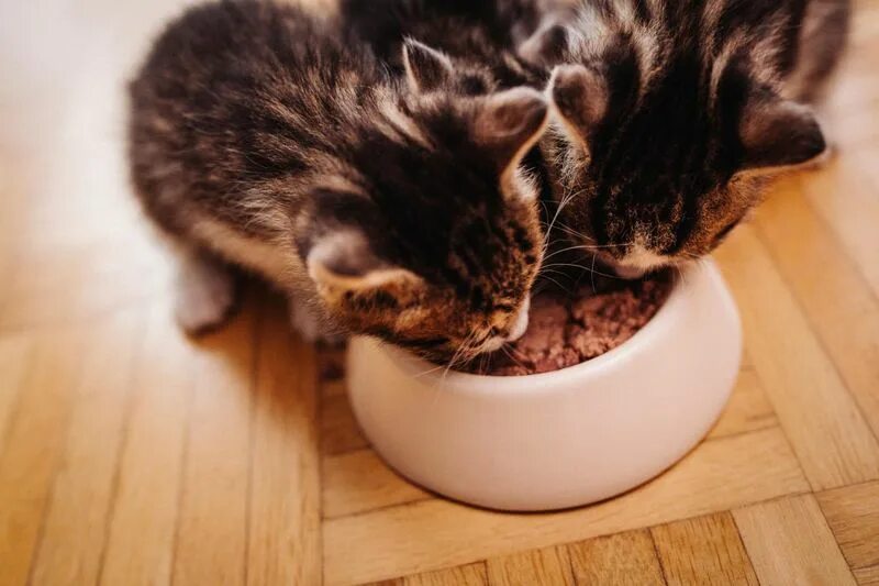 Feed your cat. Cat feeding. нужен влажный корм кошкам картинки. feed the cat. kitten eating its food.