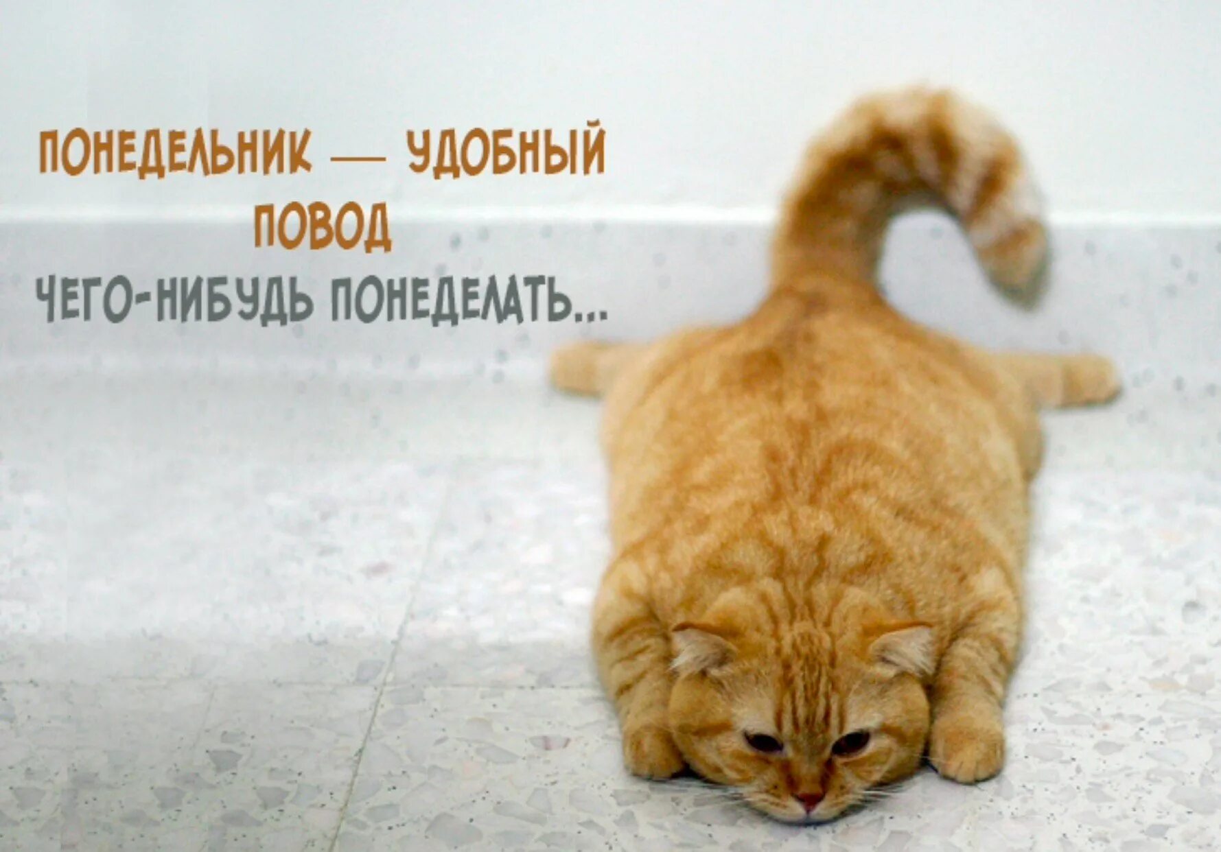 Понедельник картинки для поднятия настроения доброе. Понедельник повод понеделать. понедельник удобный повод чего-нибудь понеделать. мне с идиотами противно. понедельник хороший повод чего-нибудь понеделать.