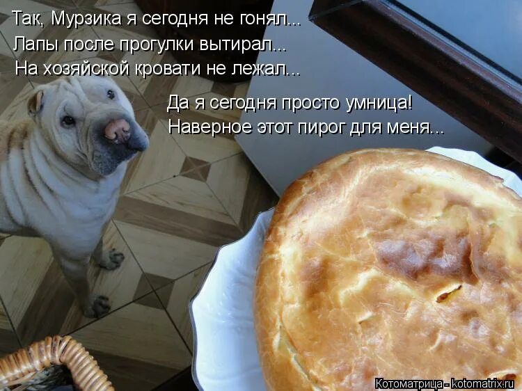 Ждать пироги спать не едчи. Ждем на пироги. жду пирожки. вытирать собак после прогулки чем.