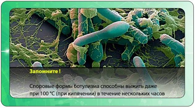 Гибнет ли ботулизм при кипячении. Споровая форма ботулизма. бактерии ботулизма погибают при температуре. споры ботулизма погибают при температуре. споровые микроорганизмы.