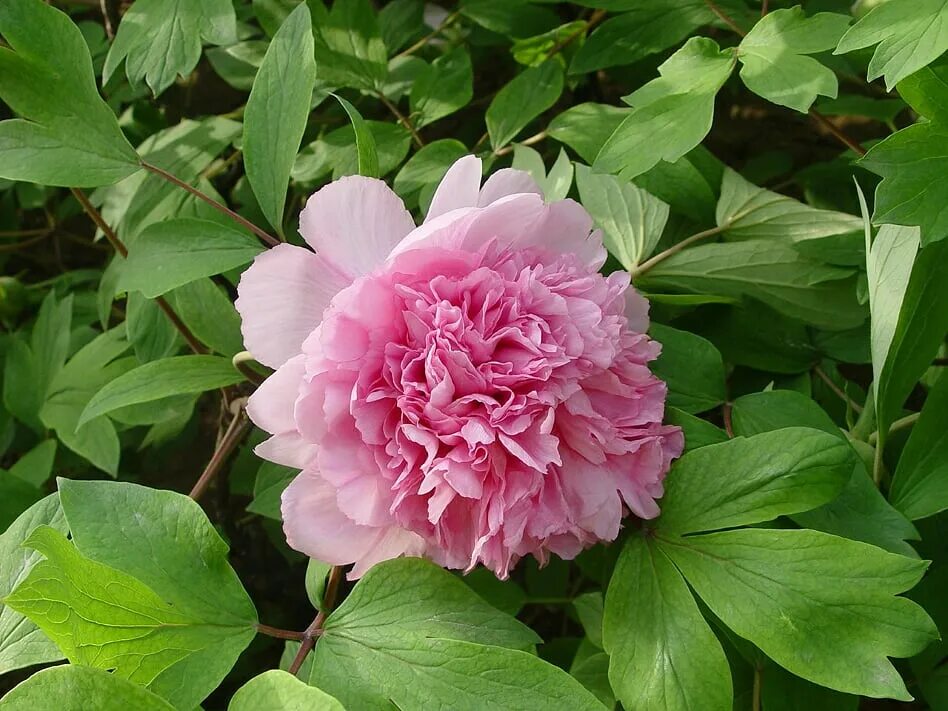 Пион древовидный Paeonia suffruticosa. Пион древовидный Золотая рыбка. Пион древовидный розовое серебро и Золотая рыбка. Пион древовидный летний дворец. Пион древовидный розовая водяная лилия