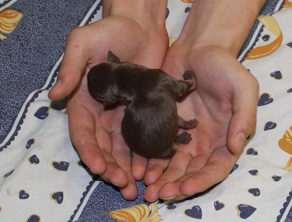 той терьер рожает