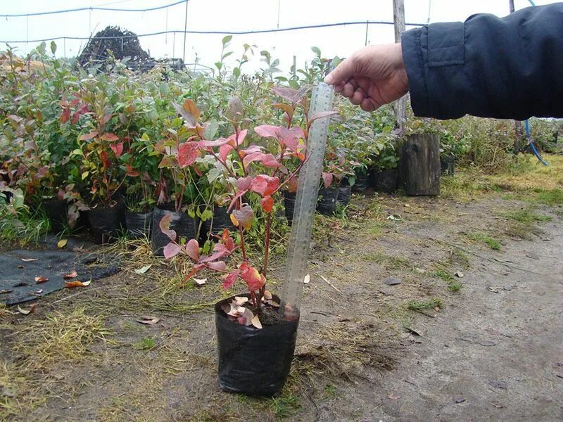 Голубика Садовая посадка. Саженец голубики 2 летний. Голубика Садовая посадка осенью. Голубика однолетние саженцы Дюк. Голубика высадка