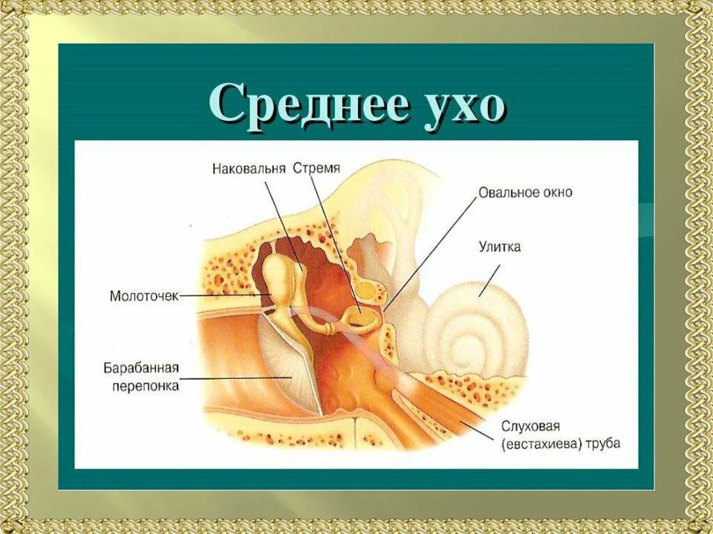 Структура полости среднего уха. Слуховые кости среднего уха анатомия. Строение наружного уха анатомия уха. Строение полости среднего уха. Молоточек внутреннее ухо