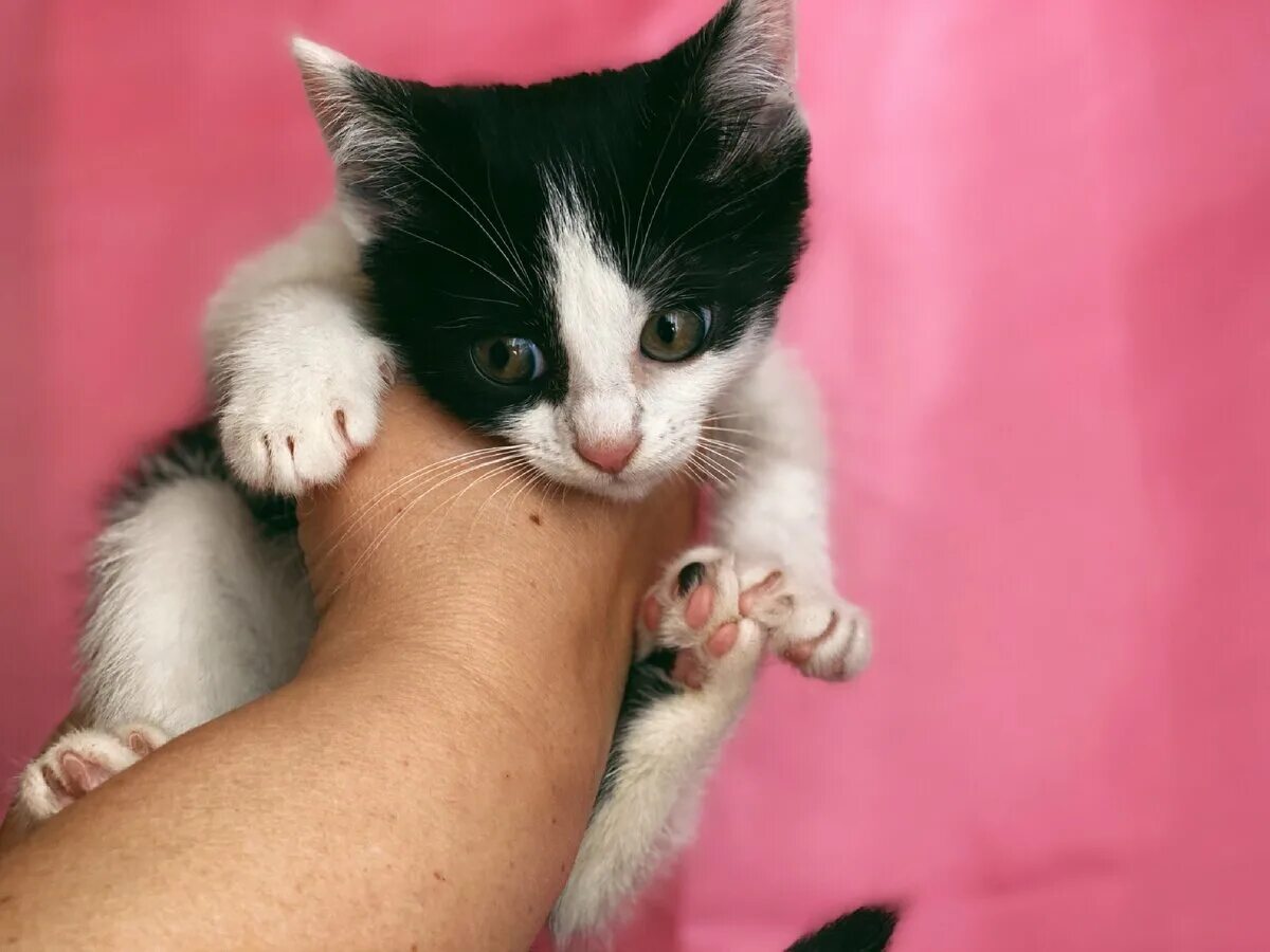 Васюта кошка. Аудиозапись писк котенка. Писк котят слушать для кошки