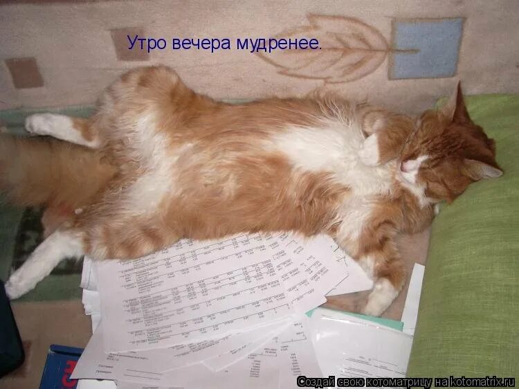 Утро мудреней как правильно. Утро вечером мудленее.. Утро вечера мудренее. Шутки на тему утро вечера мудренее. Главное правило кота.