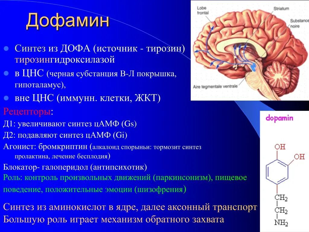 Функции дофамина биохимия. Дофаминовые рецепторы головного мозга. Дофаминовые рецепторы, структура, функции. Функции дофамина в ЦНС. Серотонин клетки