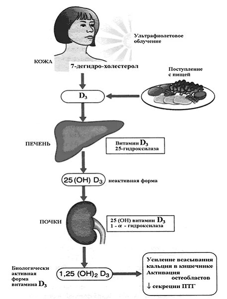 Витамин д синтезируется в организме. Метаболизм витамина д3 в организме человека. Камни в почках от витамина д. Схема метаболизма витамина д. Метаболизм витамина д в организме схема.