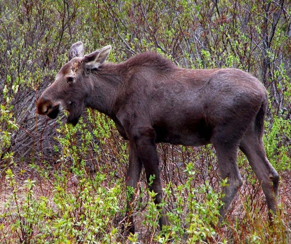 Лоси в америке. Американский Лось ареал. Американский Лось Йеллоустоун. Лосиха американская.. Дымчатый Лось.