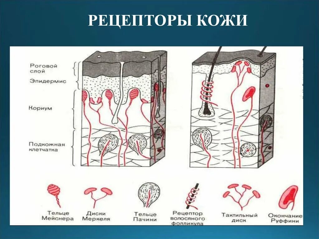 Какова функция холодовых рецепторов кожи. Рецепторы кожи человека. Рецепторы кожи реагирующие на. Расположение рецепторов в коже. Типы рецепторов кожи.