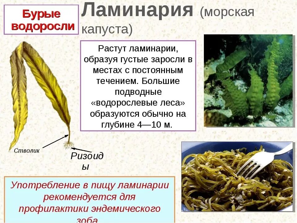 Водоросли характеристика биология. Водоросли ламинария. Бурые водоросли ламинария. Ламинария водоросль описание. Ламинария 5 класс биология.