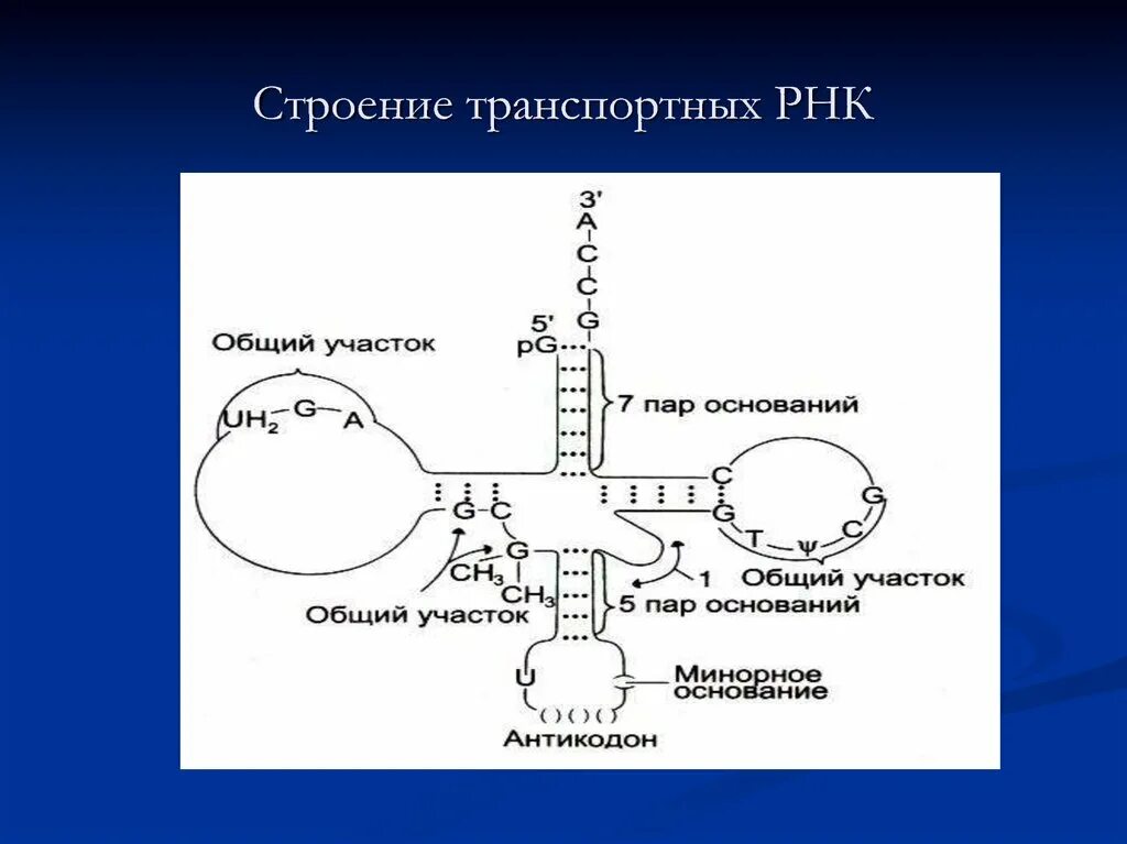 1 из оснований в составе рнк. Строение транспортной рнк. характеристика трнк. строение трнк. третичная структура трнк.