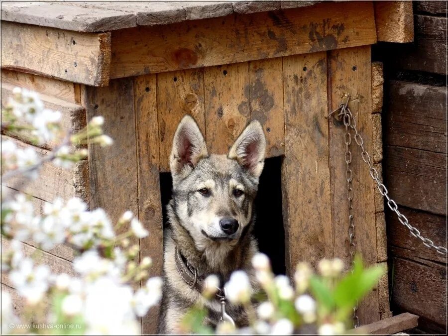 Корги полицейский. Авито потеряшки собаки. Собака нижний. Приют для собак в нижнем новгороде сострадание. Приют собачий сострадание нижний новгород.