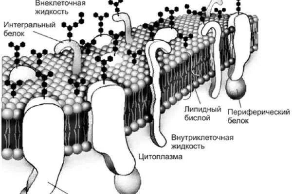 На каком рисунке изображена цитоплазматическая мембрана