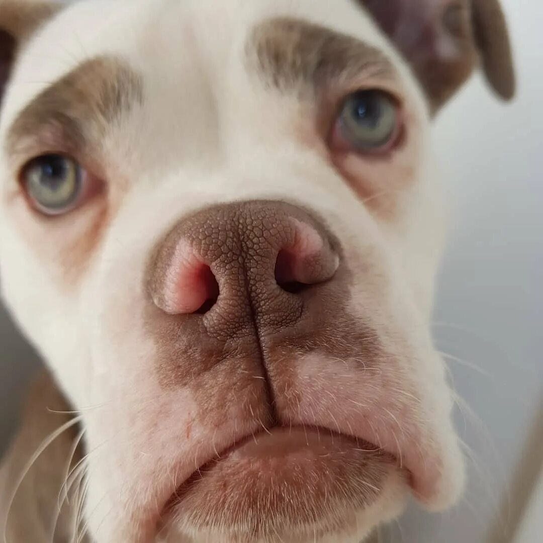 Прикольные морды животных. Смешные собаки. Ржачные коты. Смешные кошачьи морды. Собачья морда.