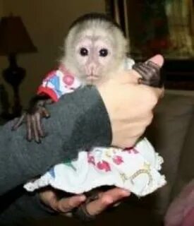 Домашние обезьянки видео