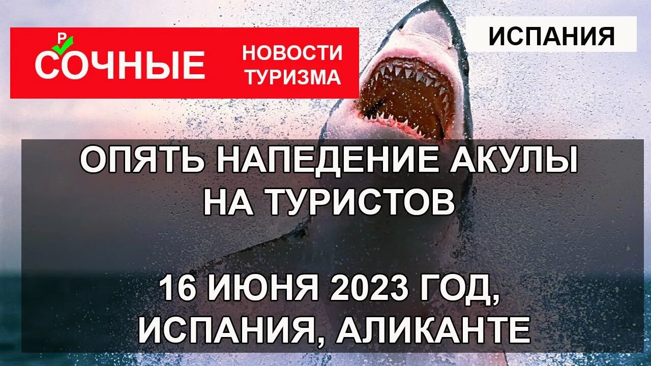 Нападение в египте 2023. Акула в Египте напала на туриста. Акула напала на человека 2023.