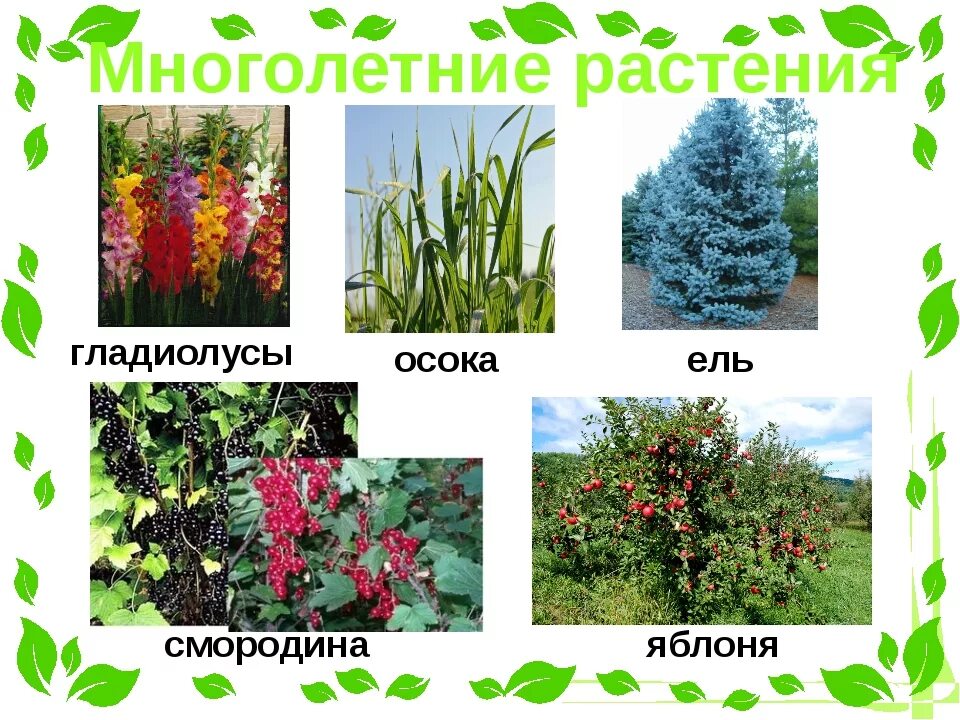 Деревья однолетние или многолетние. Многолетние растения примеры. многолетние растения нашего края. многолетние растения биология. многолетние иравыпримеры.