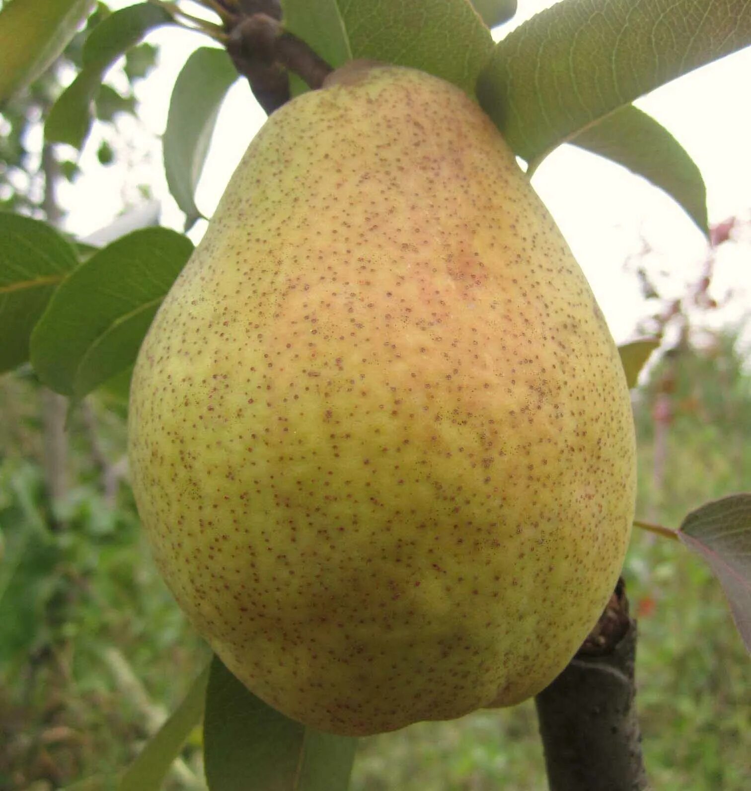 Груша большая. Бергамот (сорта груши). (pear tree) williams. Груша бере боск. Груша кюре.