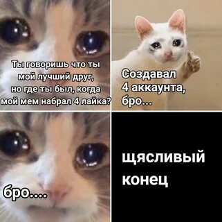Бро кошка