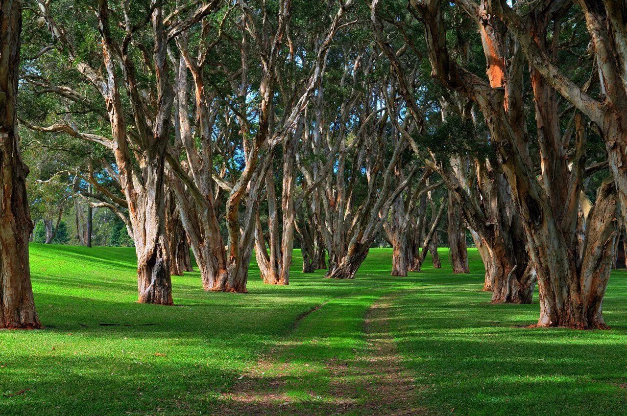Centuries trees