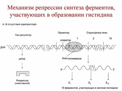Индукция и репрессия генов
