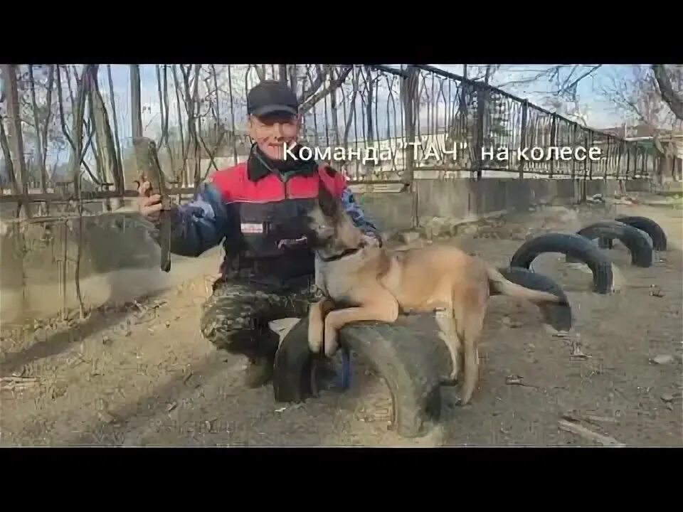 Видео малинуа в работе