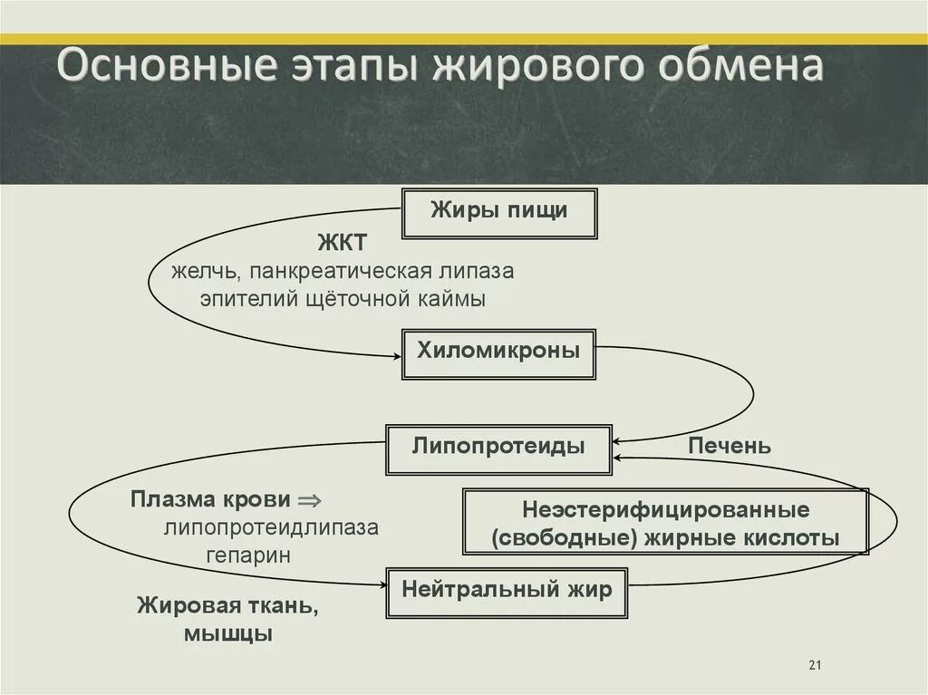 Этапы расщепление жиров