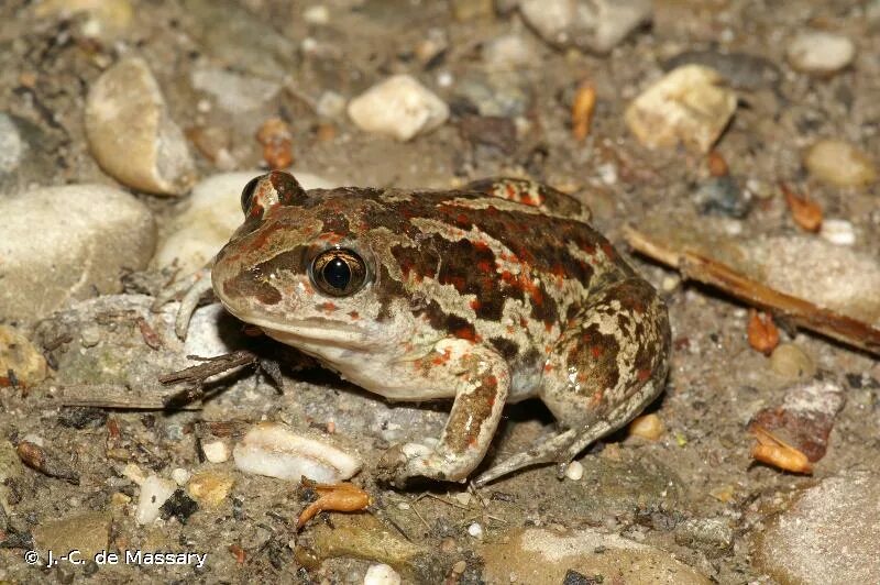 Пяточный бугорок у лягушки. Pelobatidae. Сирийская чесночница жаба. Пяточные бугры чесночницы. Чесночница жаба и лягушка.