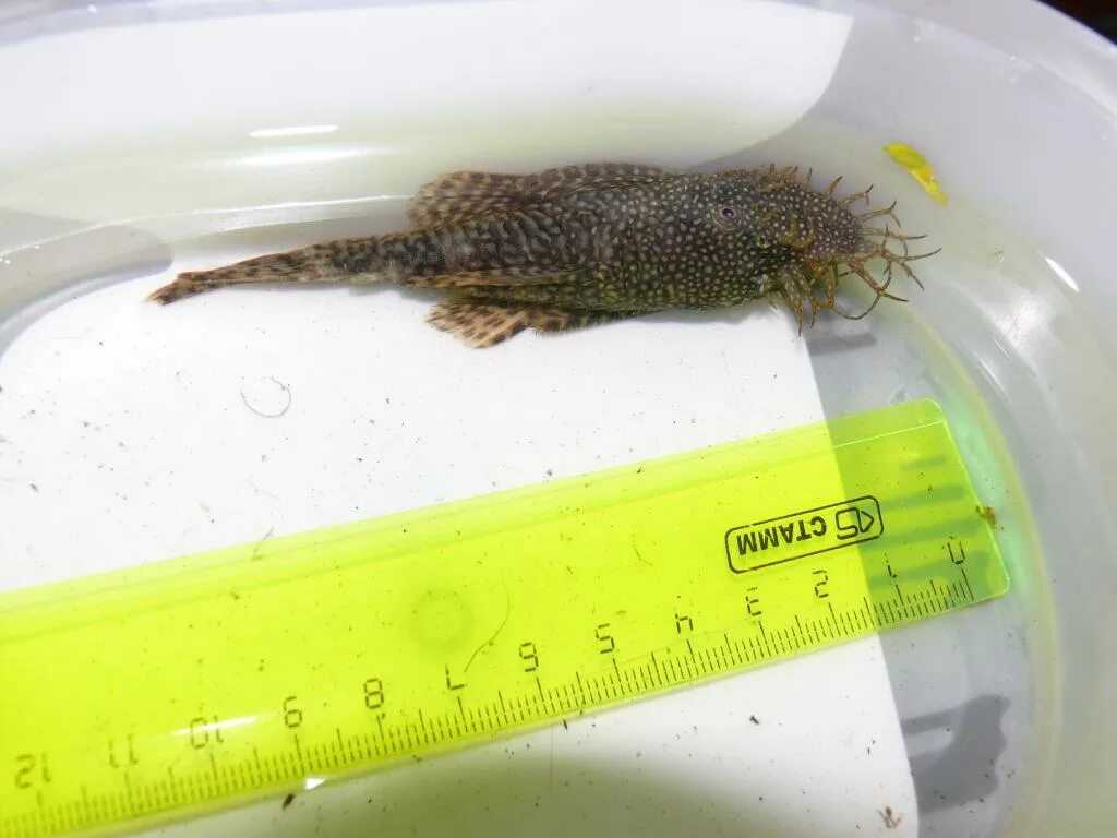 Плекостомус парчовый. Сомик анциструс большой. До какого размера вырастают анциструсы. Анциструс 205. Сом птеригоплихт парчовый.