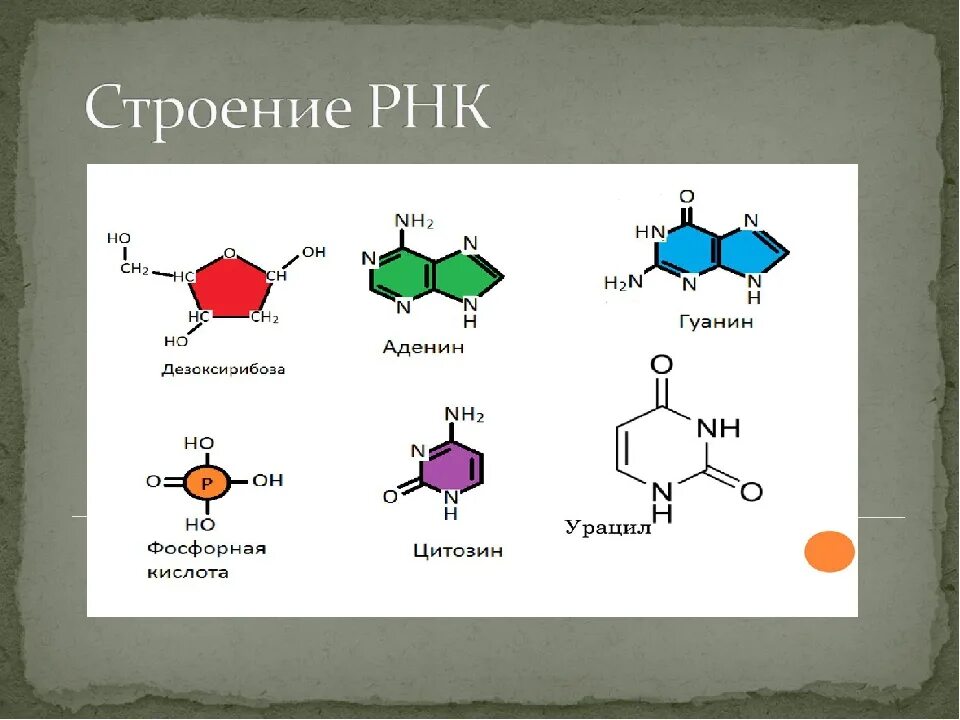 Урацил в РНК. Урацил структура. РНК аденин урацил гуанин цитозин. Аденин гуанин цитозин Тимин а у РНК.