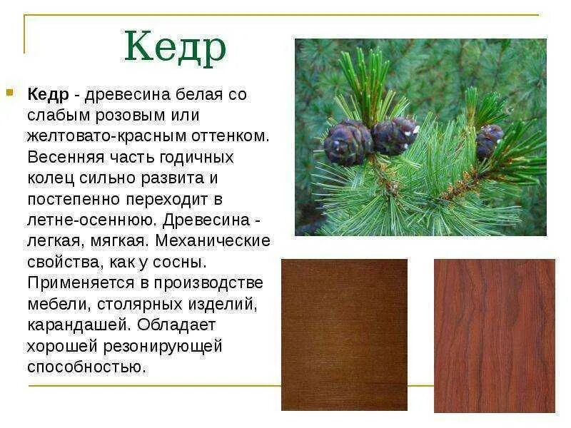Кедр сибирский описание фото - DelaDom.ru