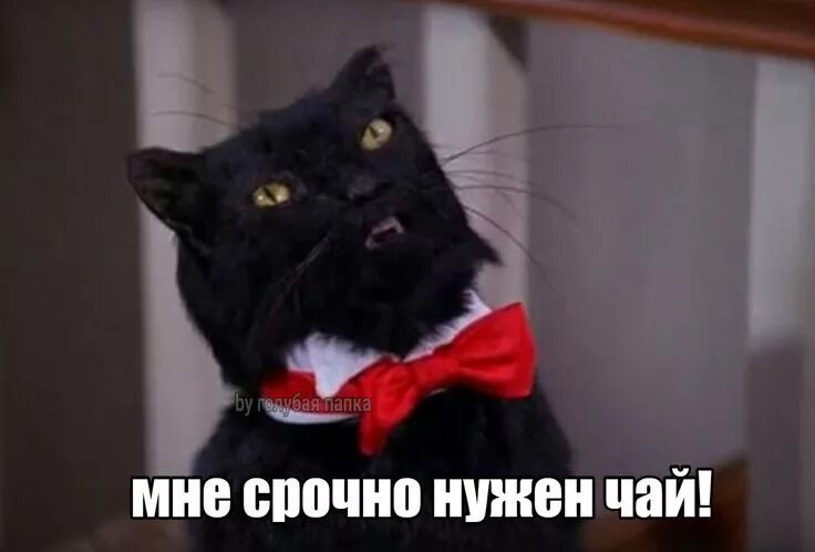 Пин на доске Салем в 2024 г Кошачьи цитаты, Смешные мемы, Веселые мемы