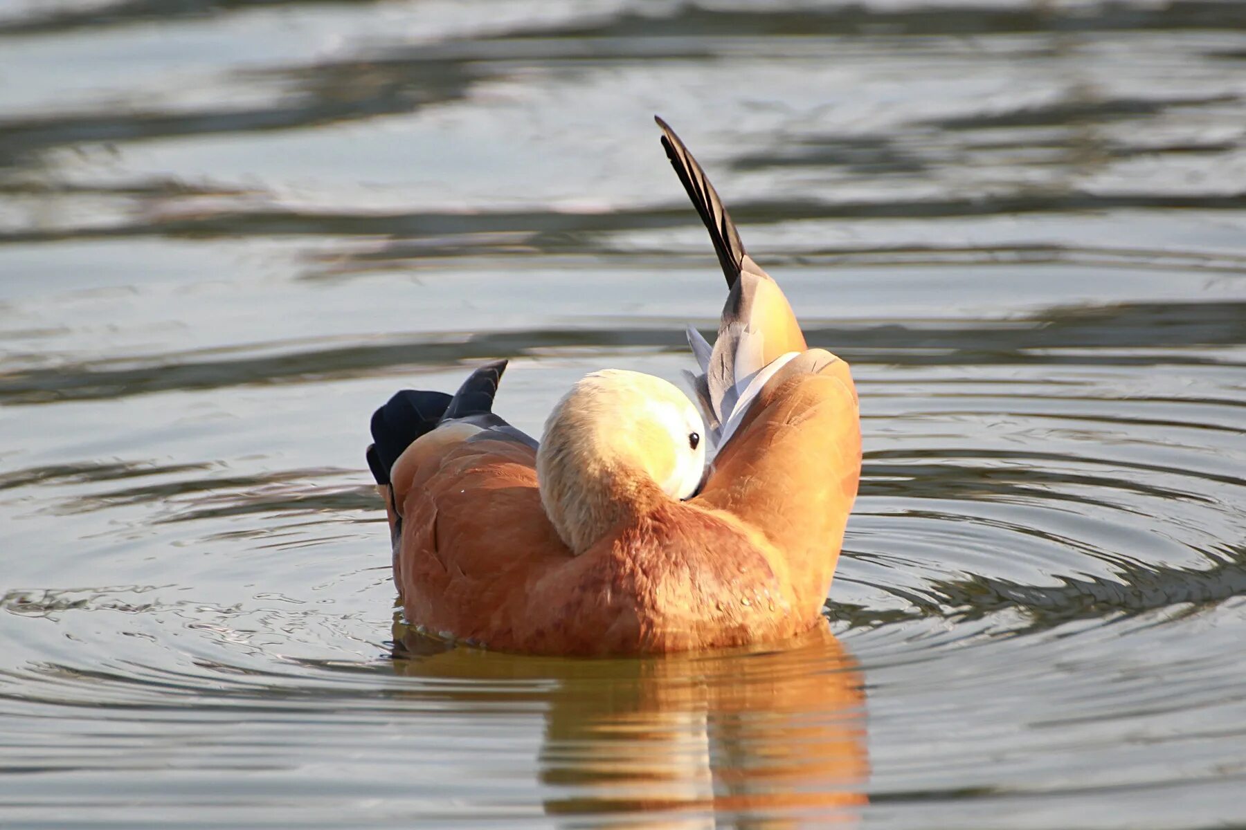 рыжие утки в москве. дикие гуси огарь. рыжие утки в москве. дикие утки огарь. красная утка огарь.