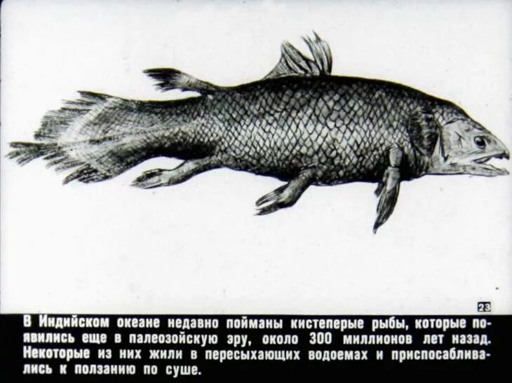 Древняя кистеперая рыба. Вымершие кистеперые рыбы. Кистеперая рыба считалась вымершей. Кистеперые рыбы которые исчезли. Появление кистеперых рыб