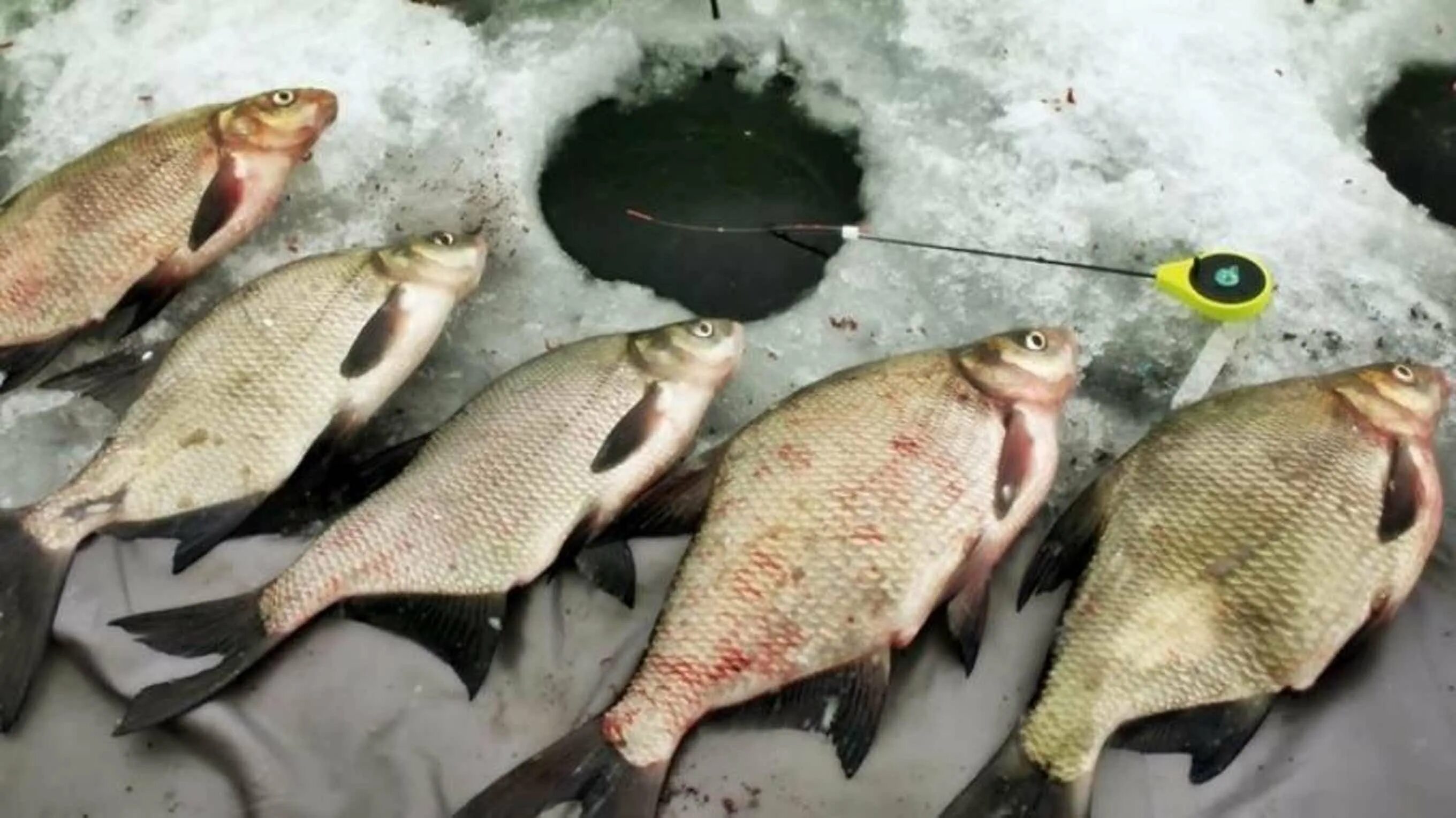 Безмотылки болотникова. Ловля леща зимой со льда видео. Мормышки на леща. Ловля леща зимой. Безмотылка на леща.