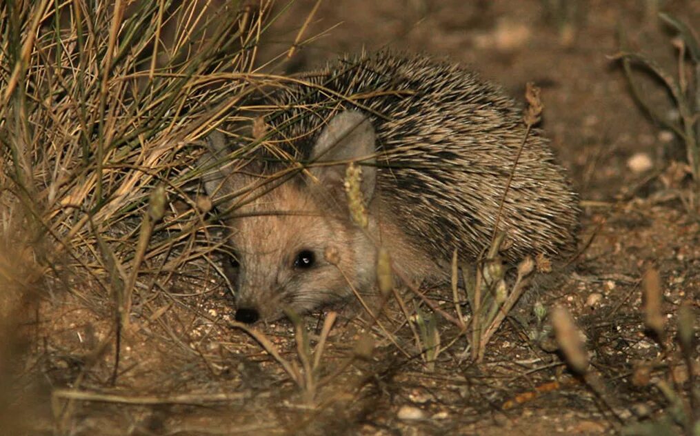 Еж в степи. Еж ушастый даурский. Еж в степи. Степной ушастый еж. Еж ушастый hemiechinus auritus.