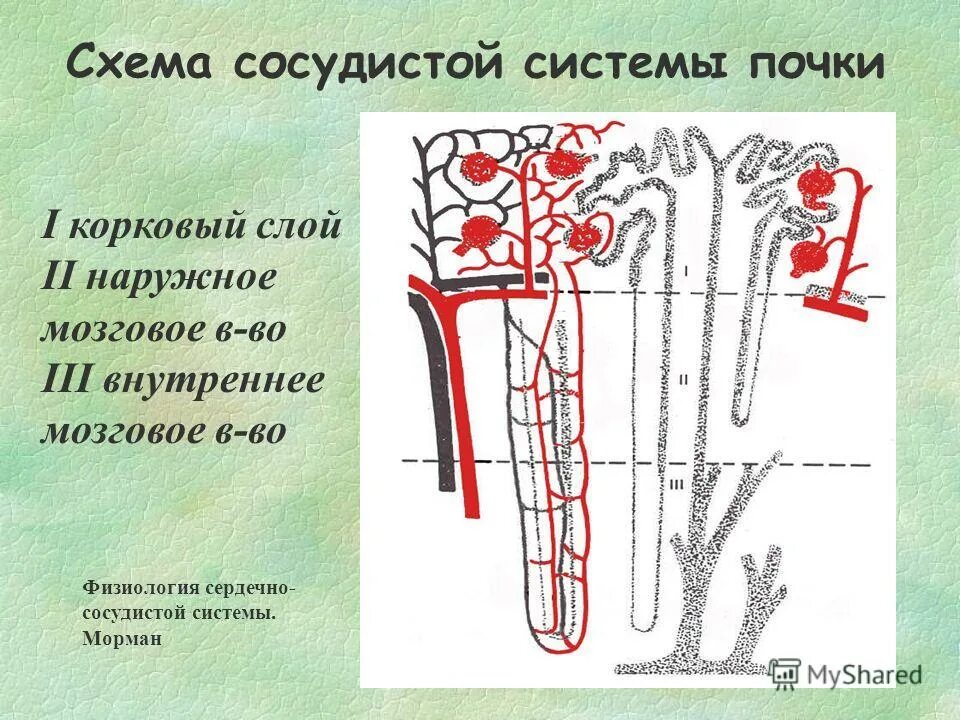 Схема кровообращения почек. Кровоснабжение. Pars radiata почки. Строение нефрона почечная артерия. Кровеносная система почек.