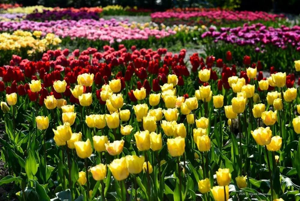 Ботанический сад тюльпаны. Никитский ботанический сад ялта. Ботанический сад калининград тюльпаны. Растения ботанического сада мгу. Никитский ботанический сад бал тюльпанов.