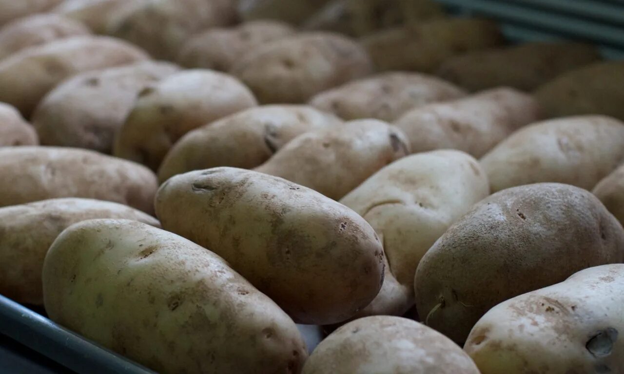 Какой химический картофеля. Картофель растение. Химия для картошки. Картошка с овощами.