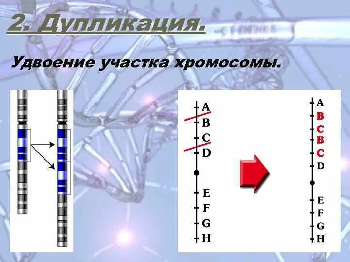 Дупликация участка хромосомы. Удвоение участка хромосомы. Удвоение участка хромосомы (дупликация). Удвоение участка в хромосоме примеры. Хромосомные удвоение участка хромосомы