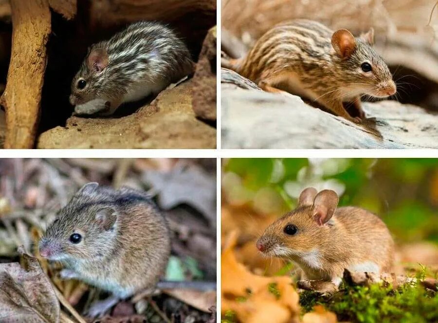 Представители отряда грызуны класса млекопитающие. Грызуны с названиями. Отряды млекопитающих отряд грызуны. Отряд грызуны представители. Разновидности грызунов.