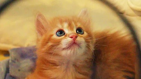 Песня девочка котенка