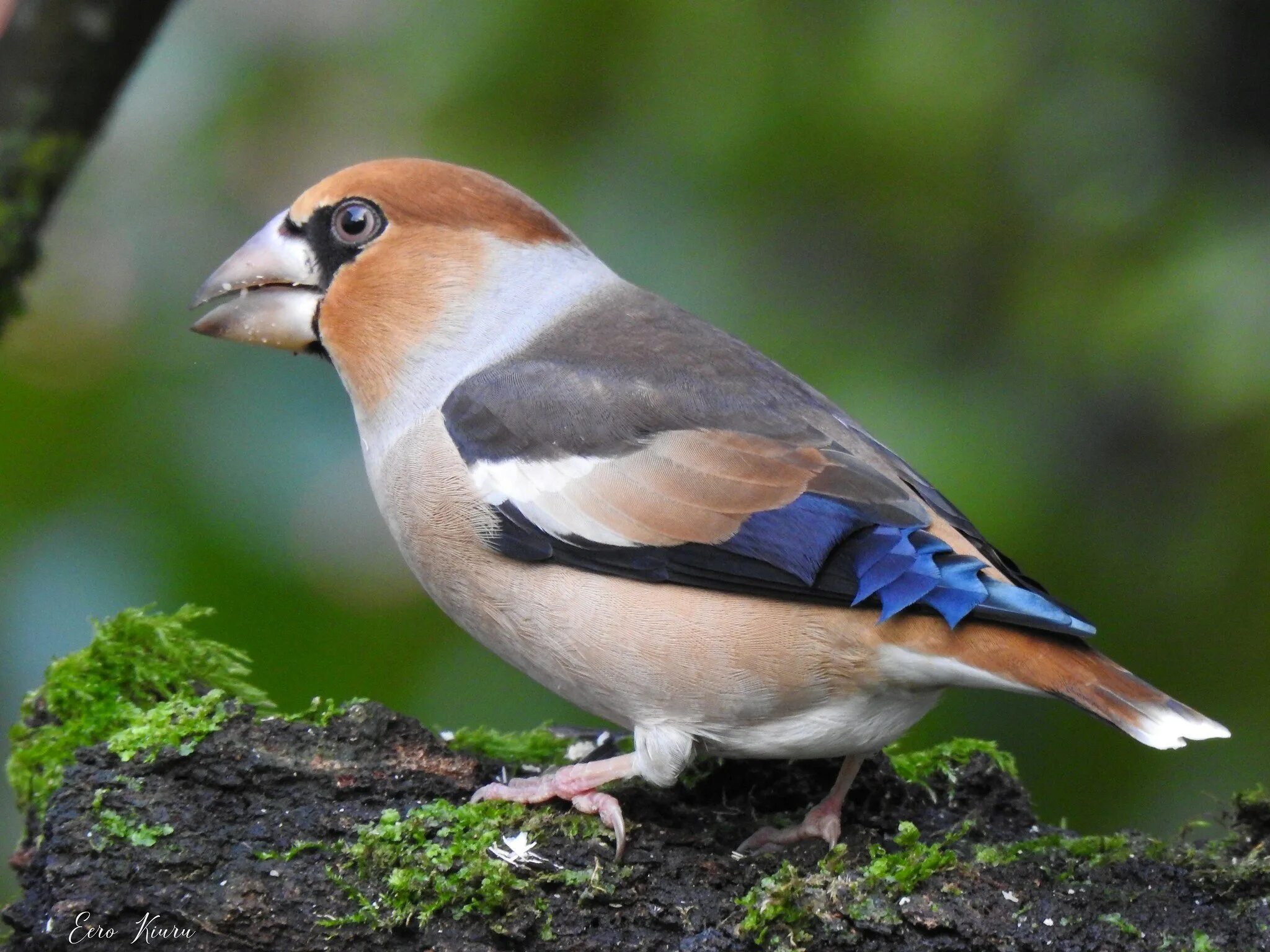 Дубонос coccothraustes coccothraustes. Обыкновенный Дубонос. Дубонос птица. Дубонос самка