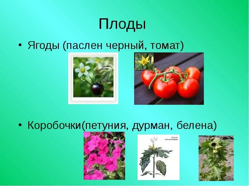 Род паслен класс двудольные. Семейство Пасленовые двудольные томат. Плод Пасленовые 7. Плод коробочка у пасленовых. Плод томат Пасленовые.