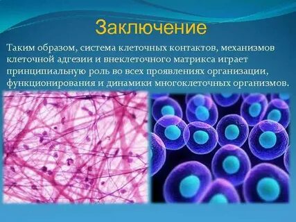Молекулярно клеточный