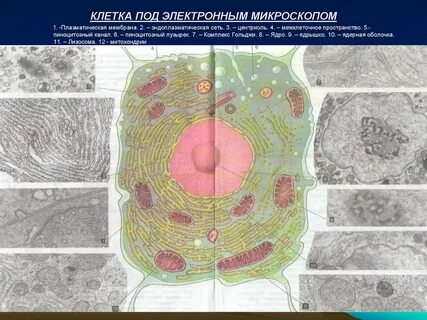 Электронная клетка